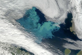 Satellite image showing a patch of bright waters associated with a bloom of phytoplankton in the Barents Sea off Norway. Image courtesy of Norman Kuring, Ocean Color Group at Goddard Space Flight Center, NASA